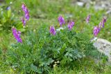 Hedysarum caucasicum