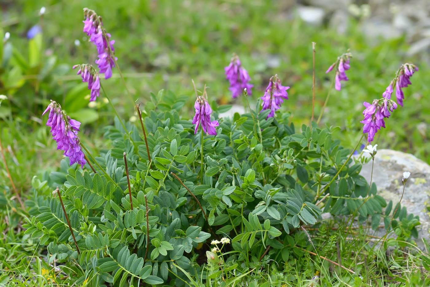 Изображение особи Hedysarum caucasicum.