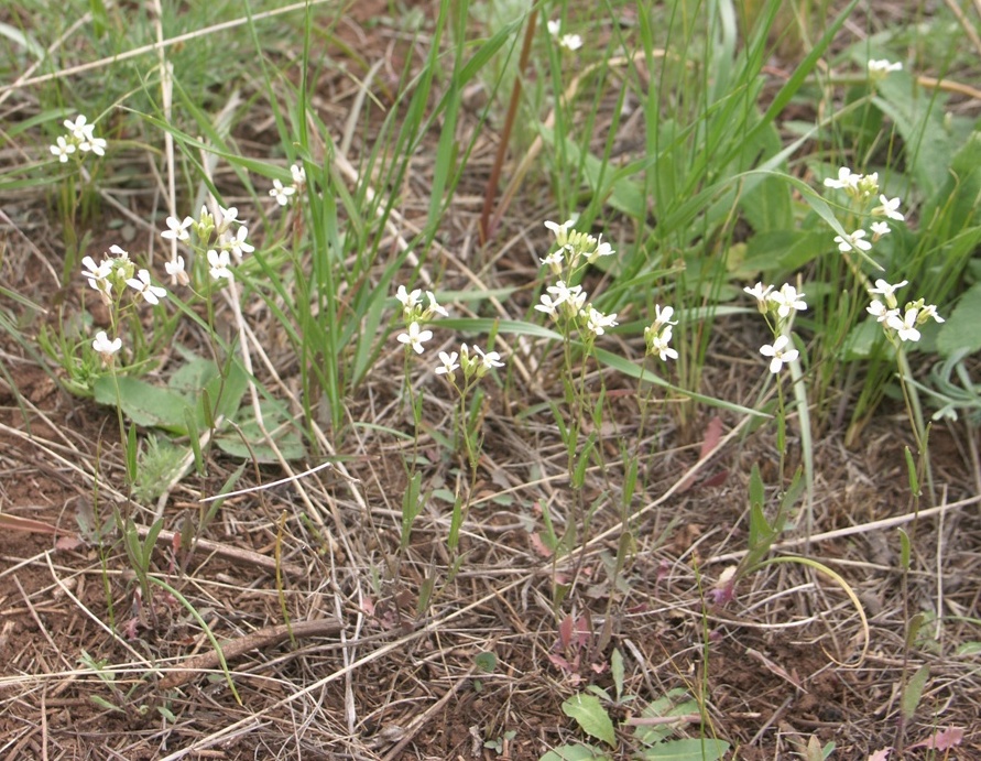 Image of Arabidopsis toxophylla specimen.