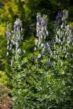 Aconitum × stoerkianum. Верхушки цветущих растений. Кировская обл., г. Киров, Ботанический сад Вятского государственного университета, в культуре. 31.07.2018.