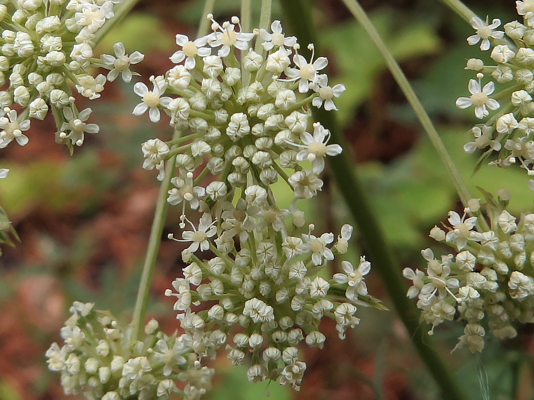 Image of Seseli annuum specimen.