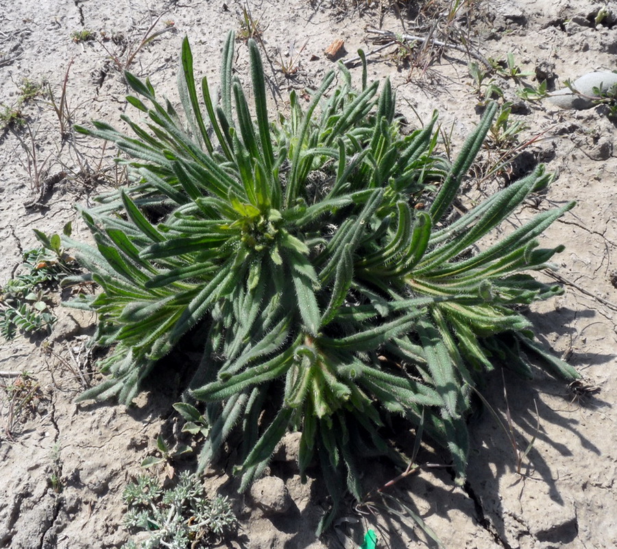 Image of genus Onosma specimen.