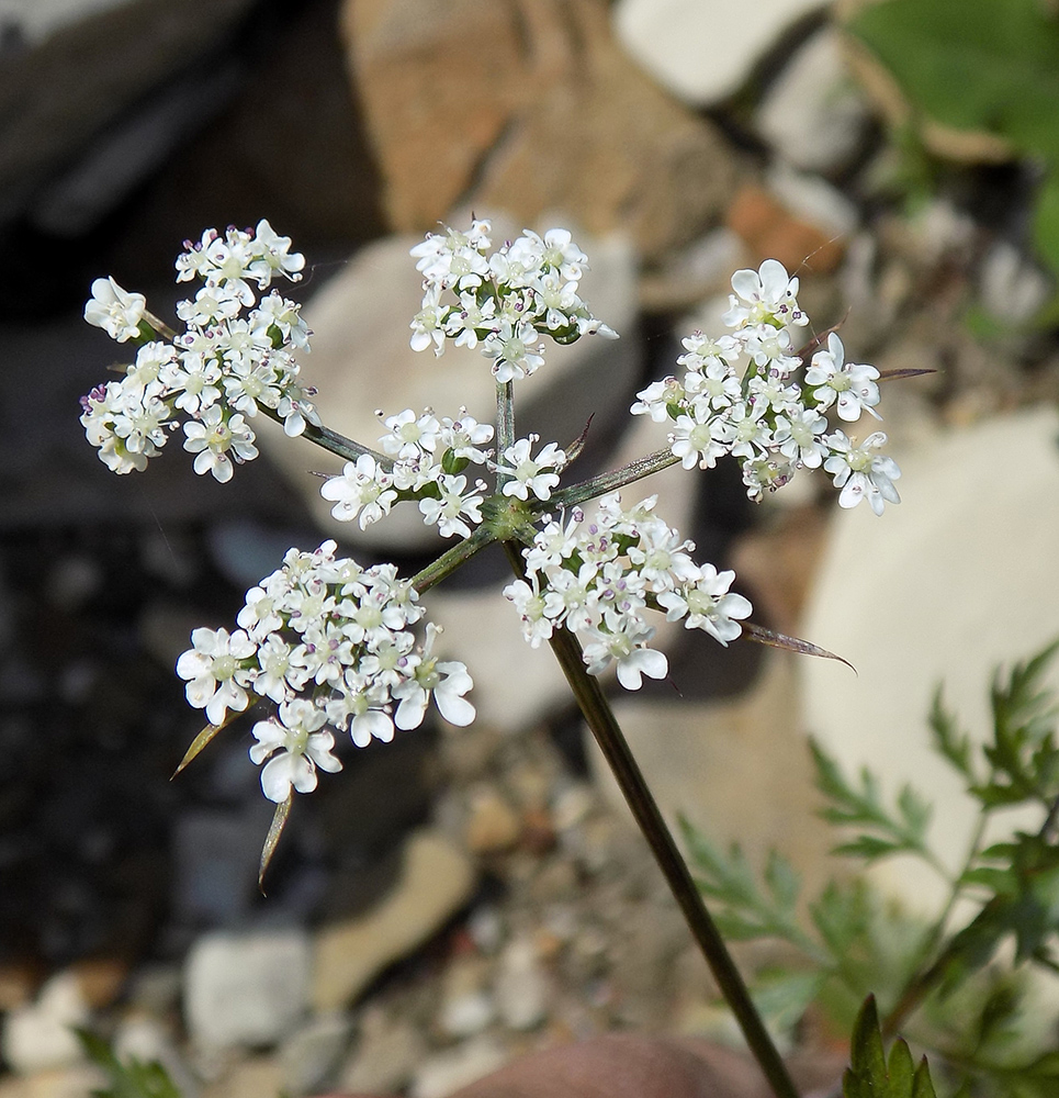 Изображение особи Aethusa cynapium.