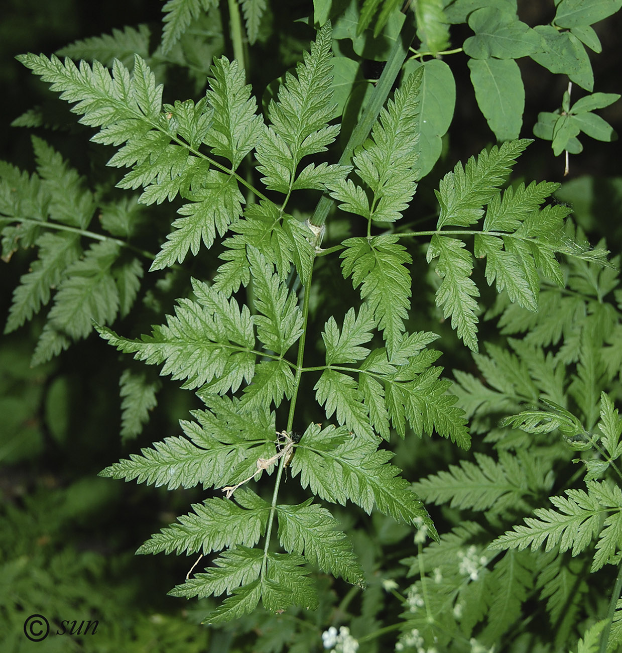 Image of Anthriscus sylvestris specimen.