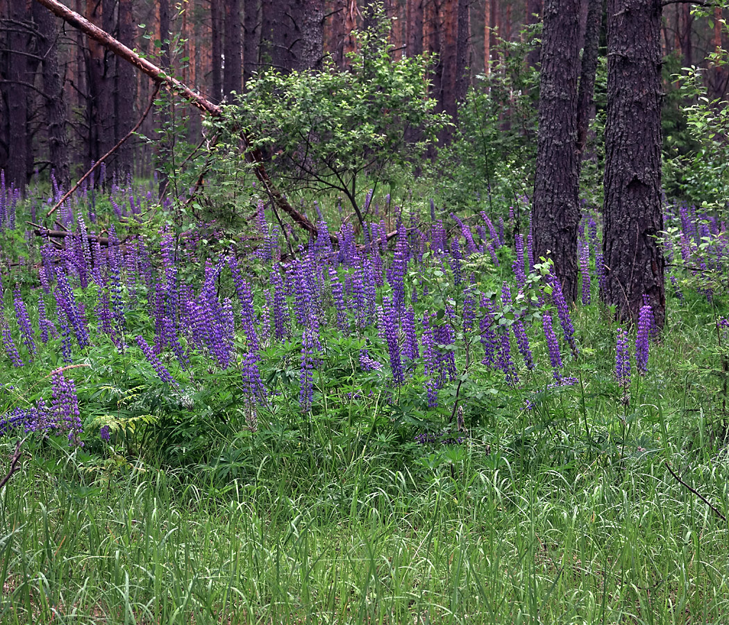 Image of Lupinus polyphyllus specimen.