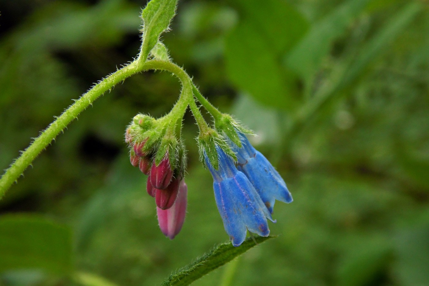 Изображение особи Symphytum asperum.