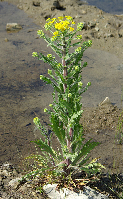 Image of Tephroseris palustris specimen.