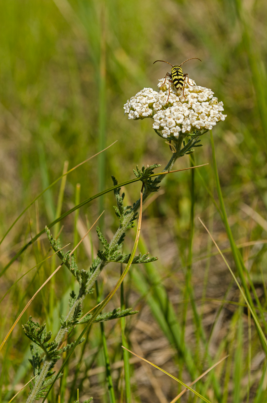 Изображение особи род Achillea.