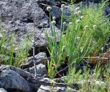 Allium altaicum