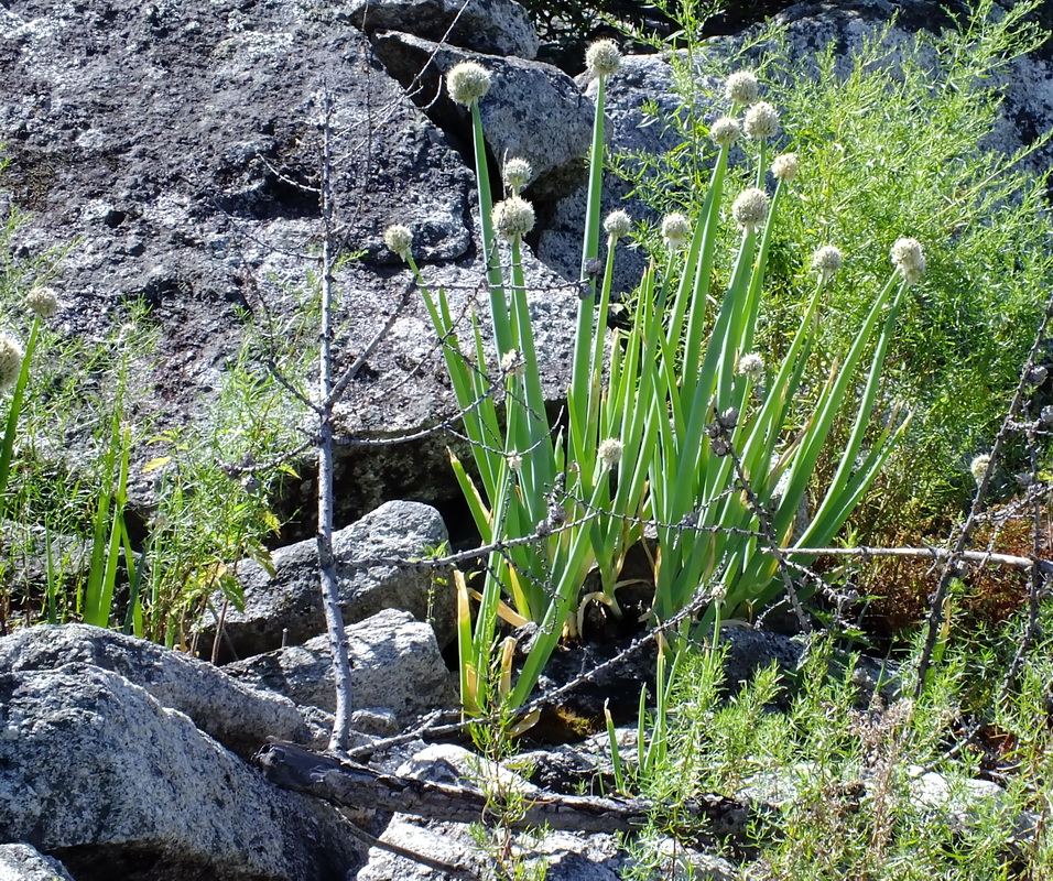 Изображение особи Allium altaicum.