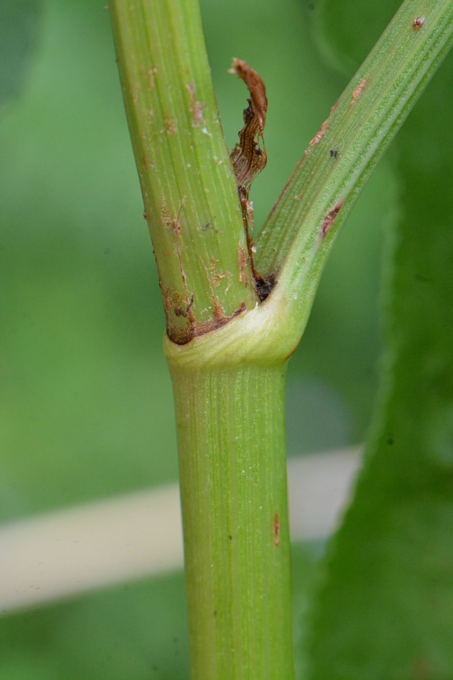 Image of Rumex hydrolapathum specimen.