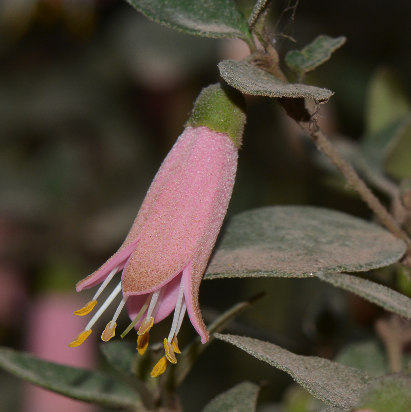 Image of Correa pulchella specimen.