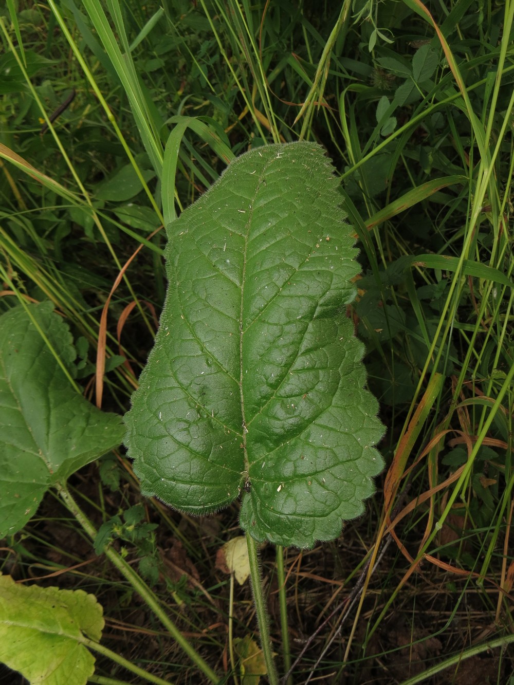 Изображение особи Betonica officinalis.