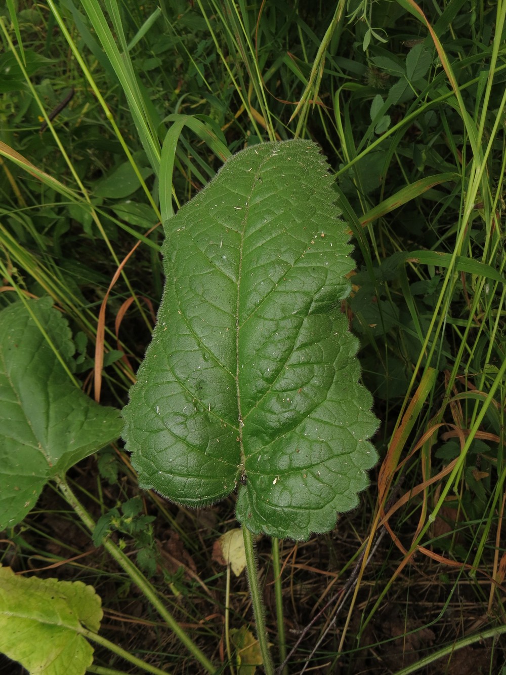 Изображение особи Betonica officinalis.