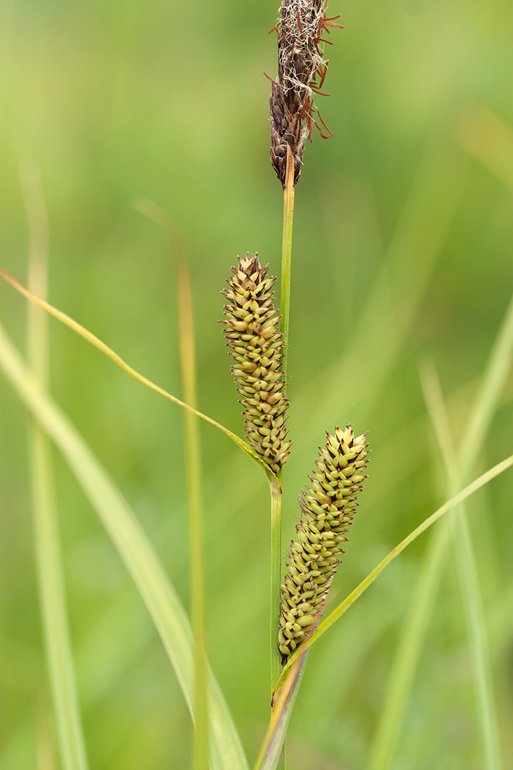 Image of Carex acutiformis specimen.
