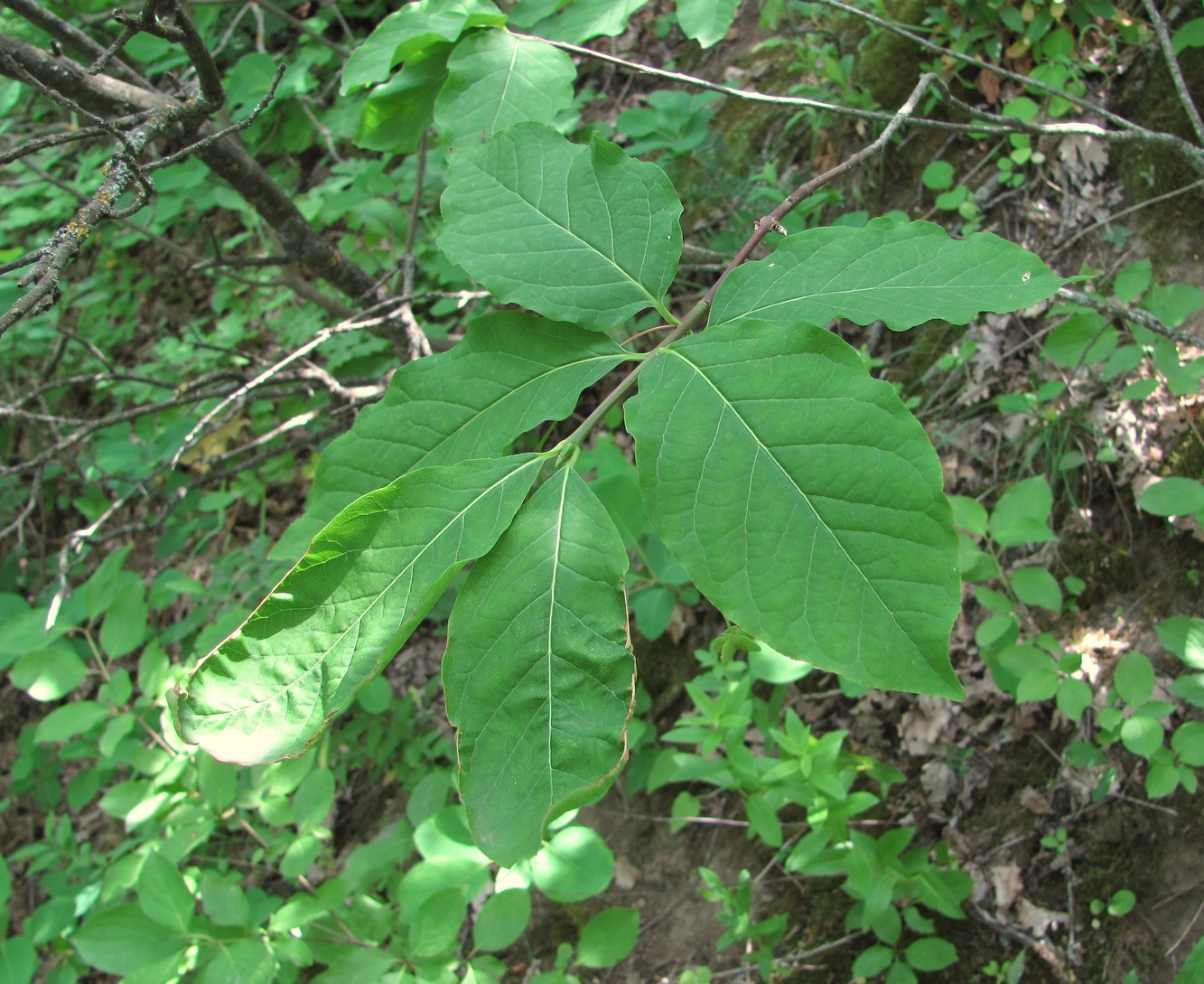 Image of Euonymus europaeus specimen.