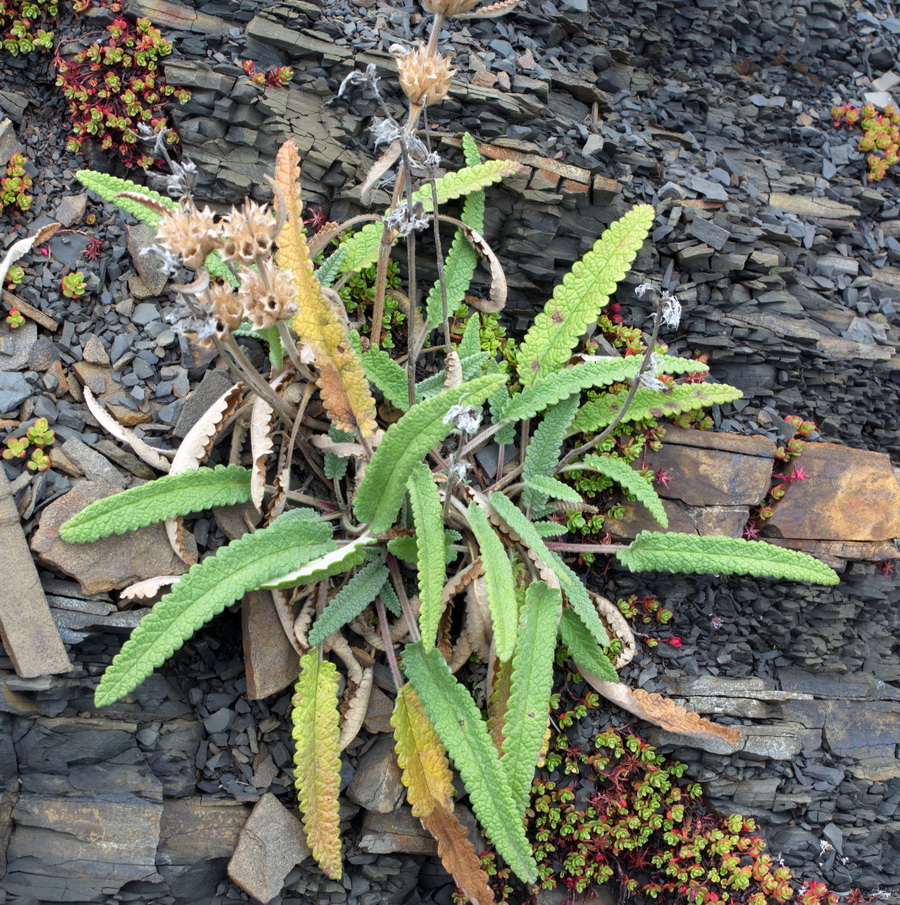 Image of Betonica nivea specimen.