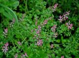 Fumaria officinalis. Верхушки побегов с соцветиями. Владимирская обл., Суздальский р-н, окр. с. Кидекша, залежь. 18.08.2019.