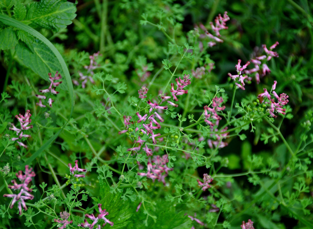 Изображение особи Fumaria officinalis.