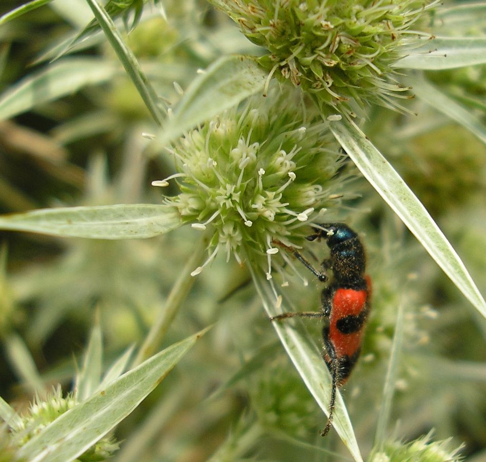 Image of Eryngium campestre specimen.