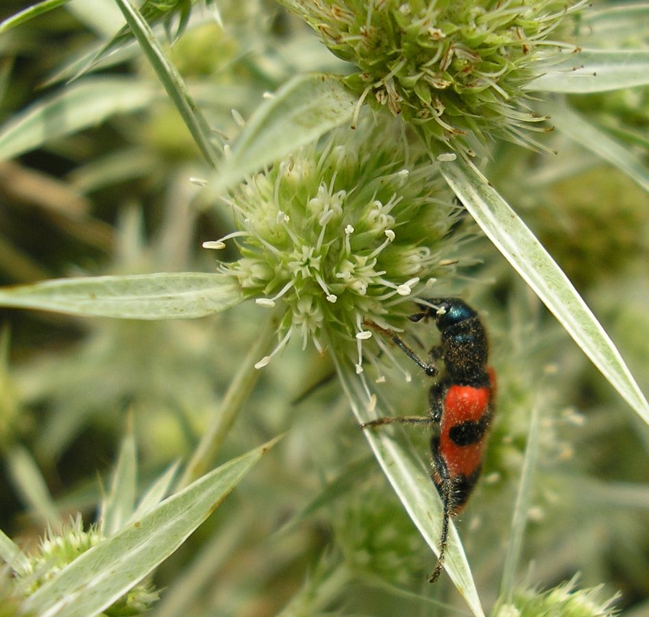 Изображение особи Eryngium campestre.