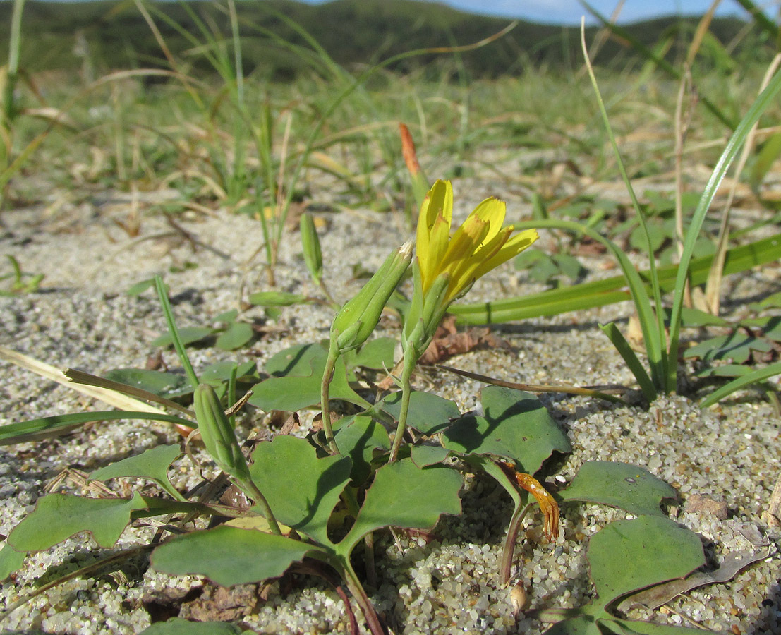 Image of Chorisis repens specimen.