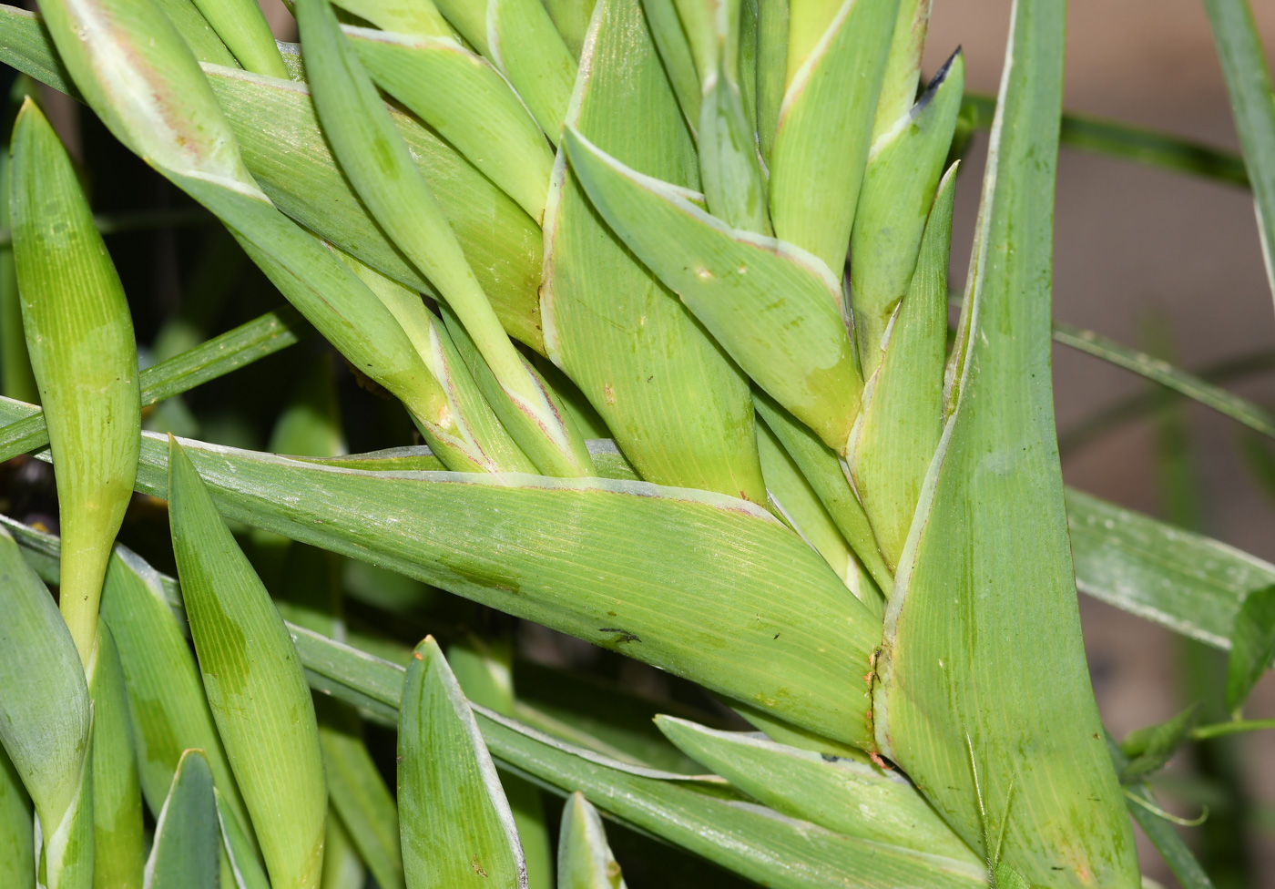 Image of Ferraria crispa specimen.