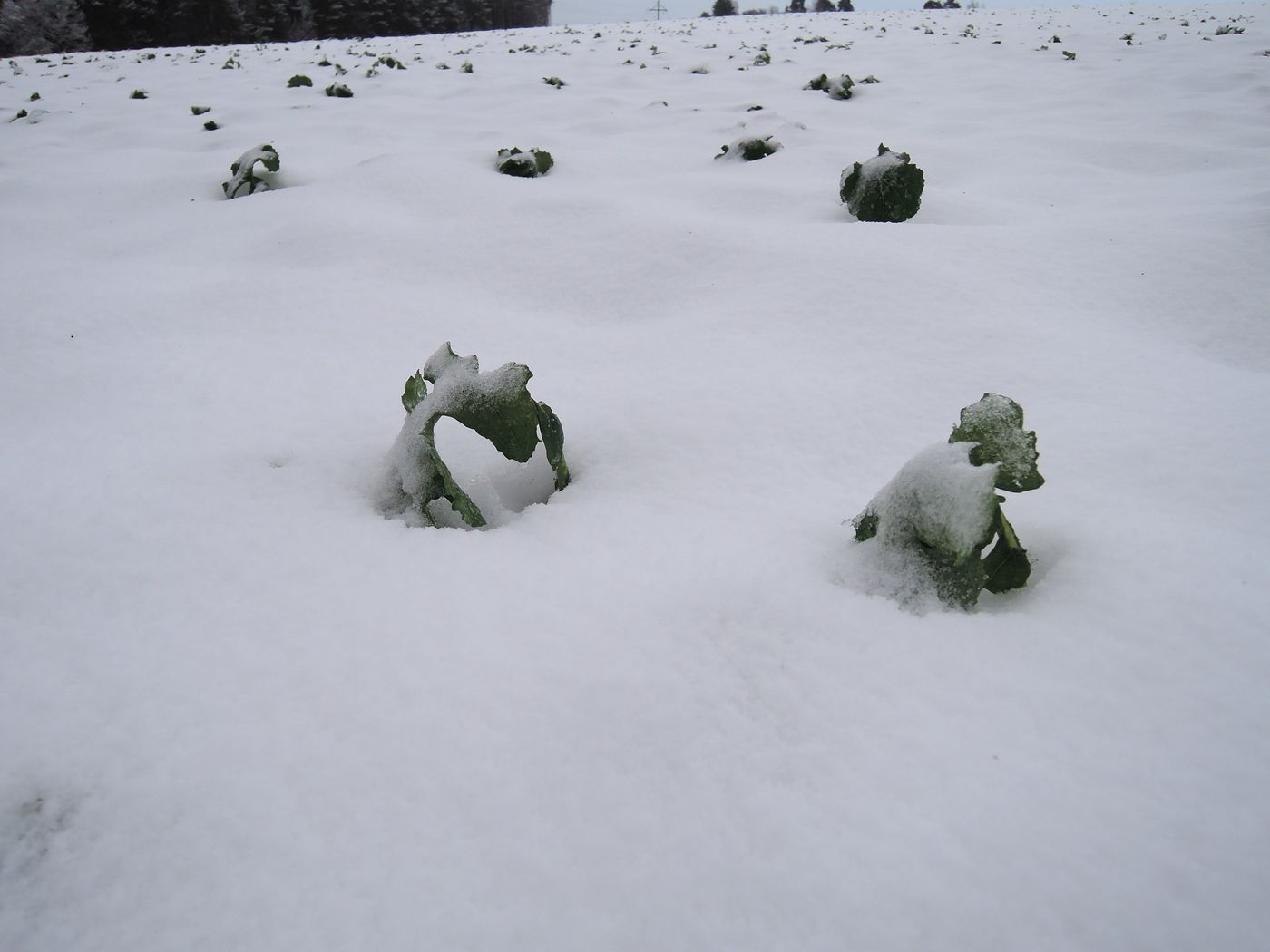 Image of Brassica napus specimen.
