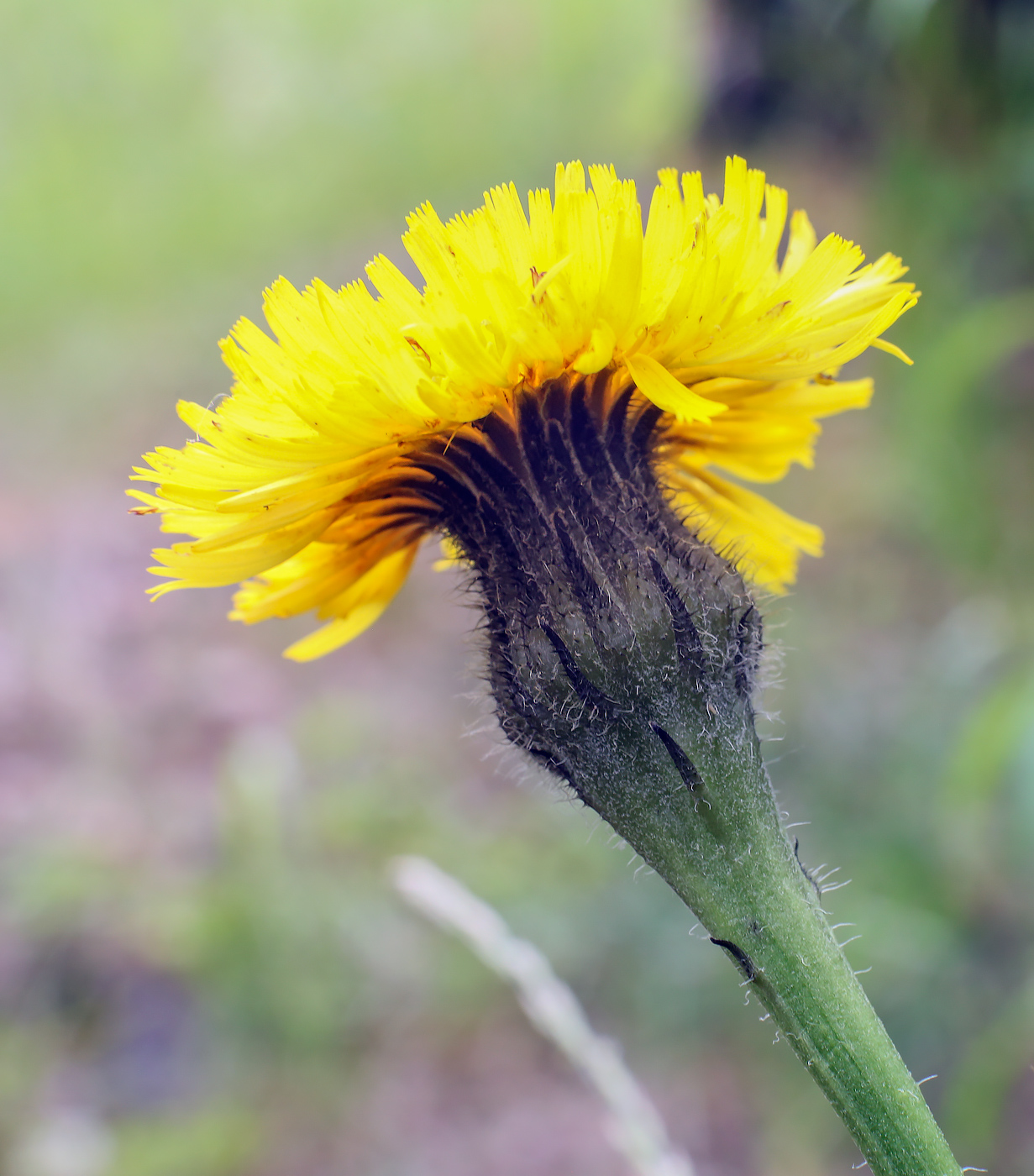 Изображение особи Trommsdorffia maculata.