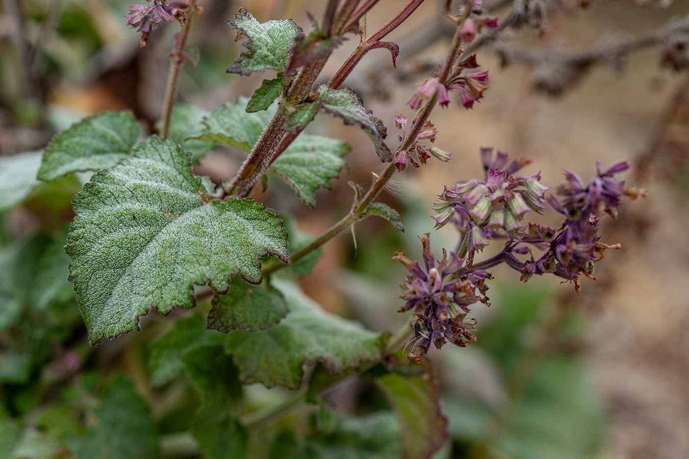 Изображение особи Salvia verticillata.