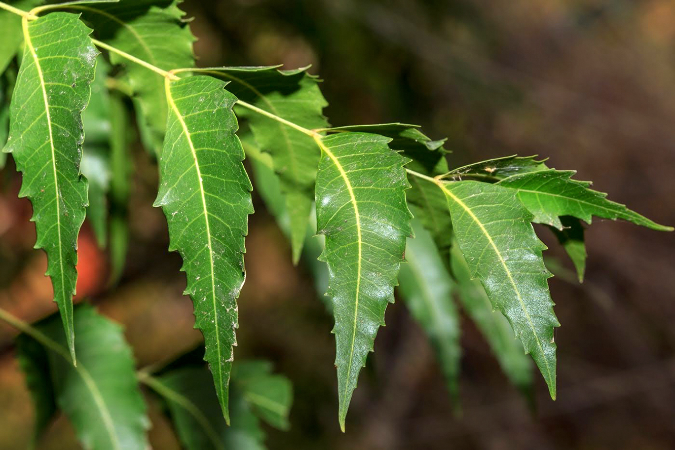 Изображение особи Azadirachta indica.