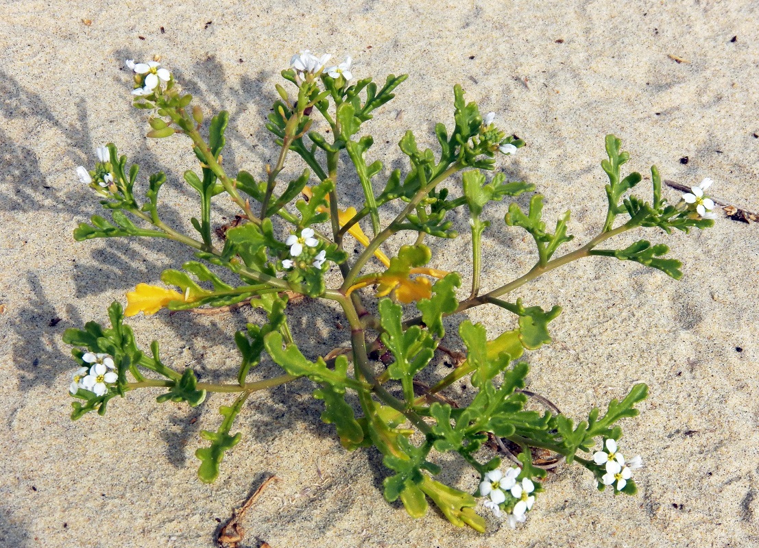 Image of Cakile maritima specimen.