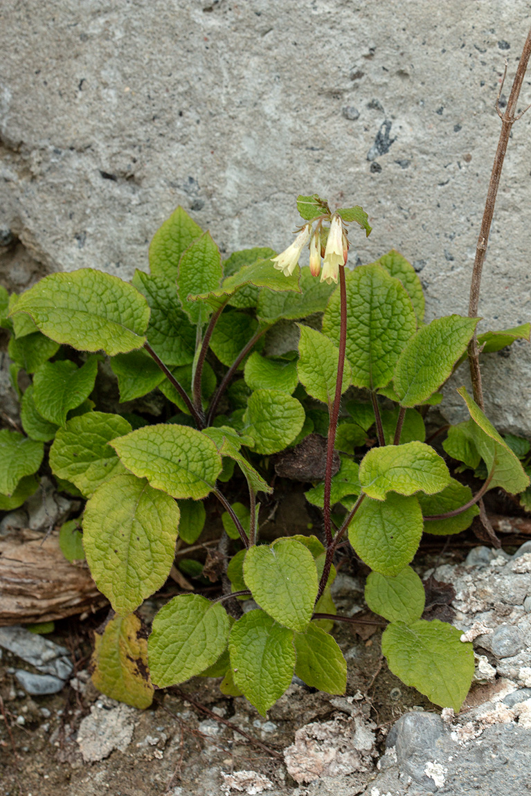 Изображение особи Symphytum grandiflorum.