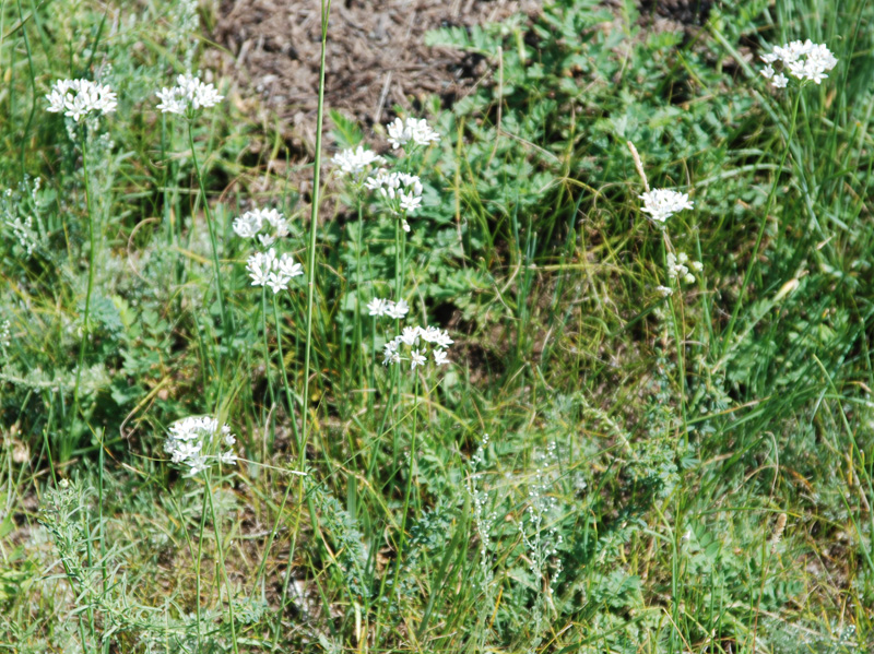 Image of Allium ramosum specimen.