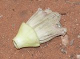 Crescentia cujete