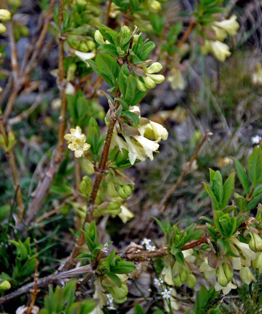 Image of Lonicera hispida specimen.