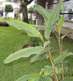 Heliconia rostrata. Вегетирующее растение. Перу, г. Лима, ботанический сад лекарственных растений Министерства здравоохранения. 09.10.2019.