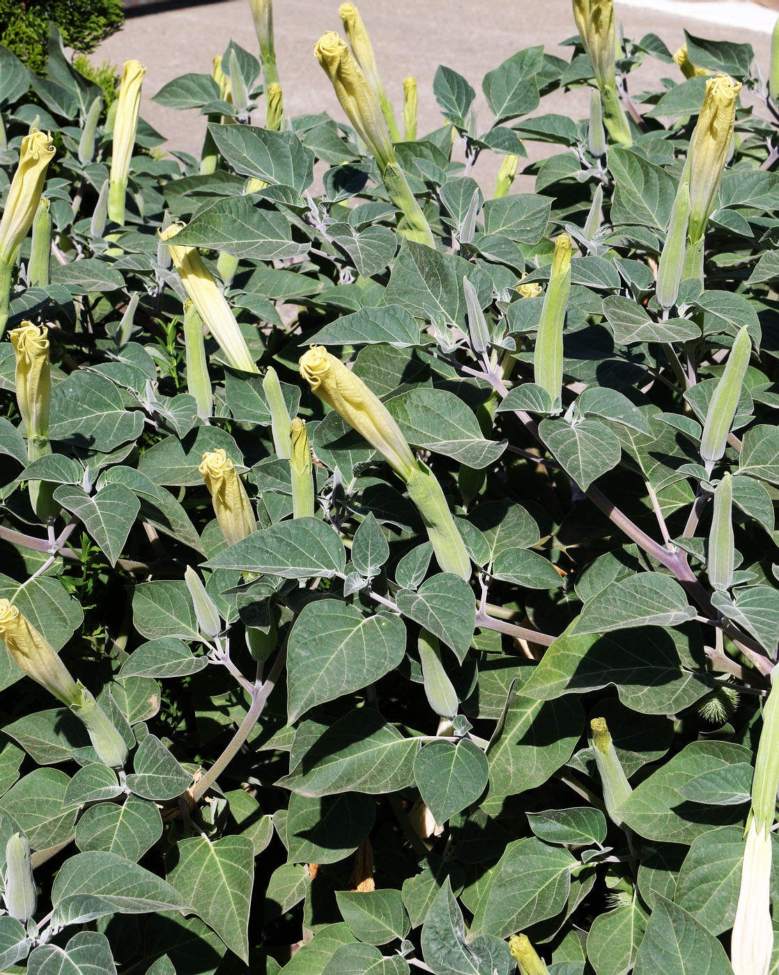 Image of Datura wrightii specimen.