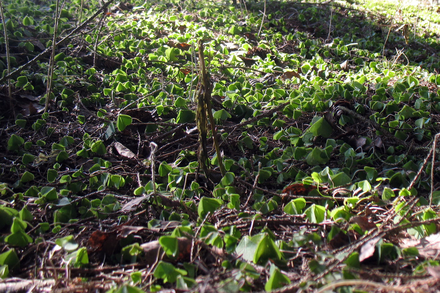 Image of Oxalis acetosella specimen.