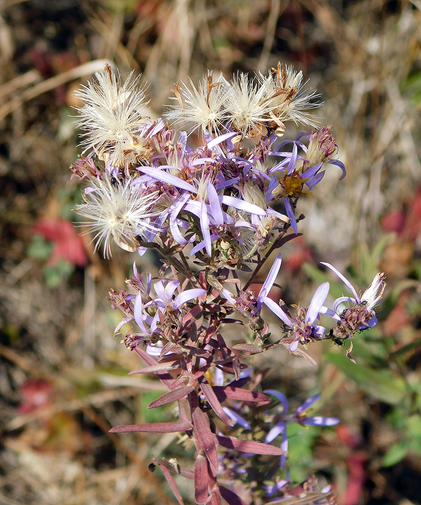 Image of Galatella dracunculoides specimen.