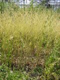 Crambe abyssinica