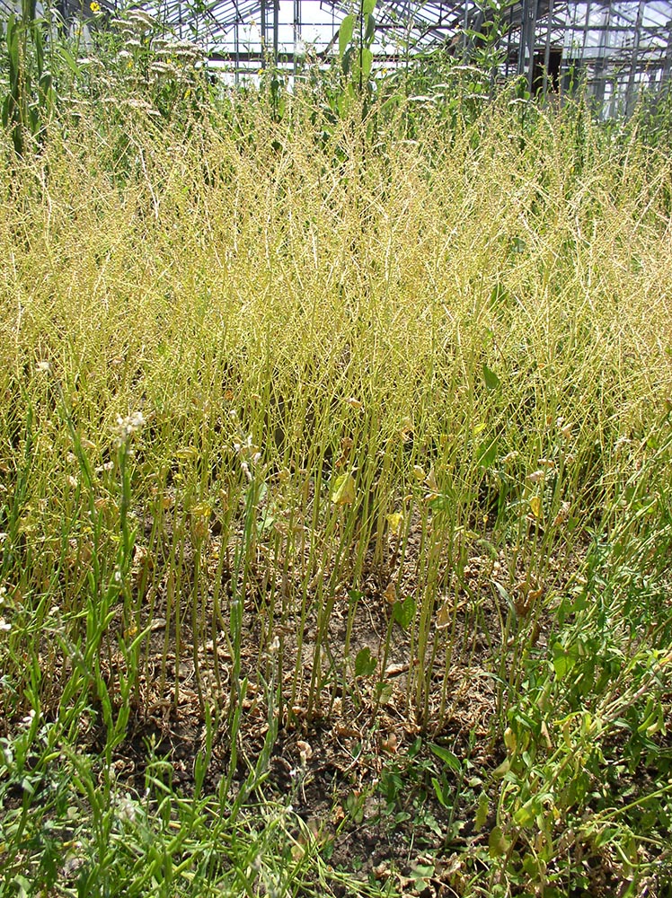 Image of Crambe abyssinica specimen.