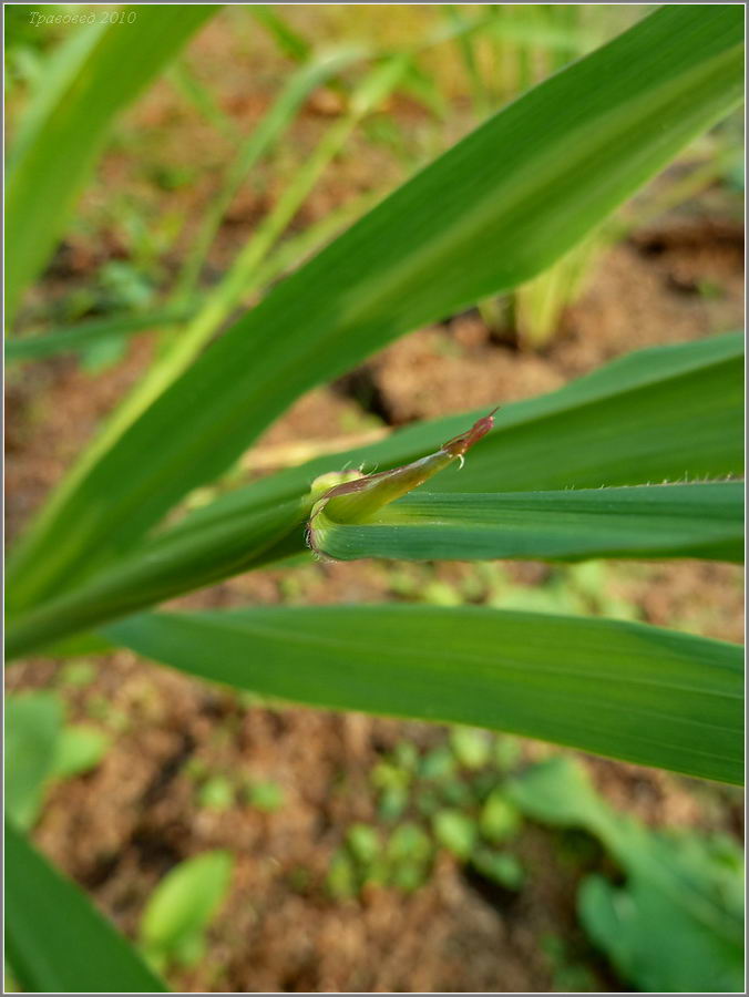 Image of Zizania aquatica specimen.