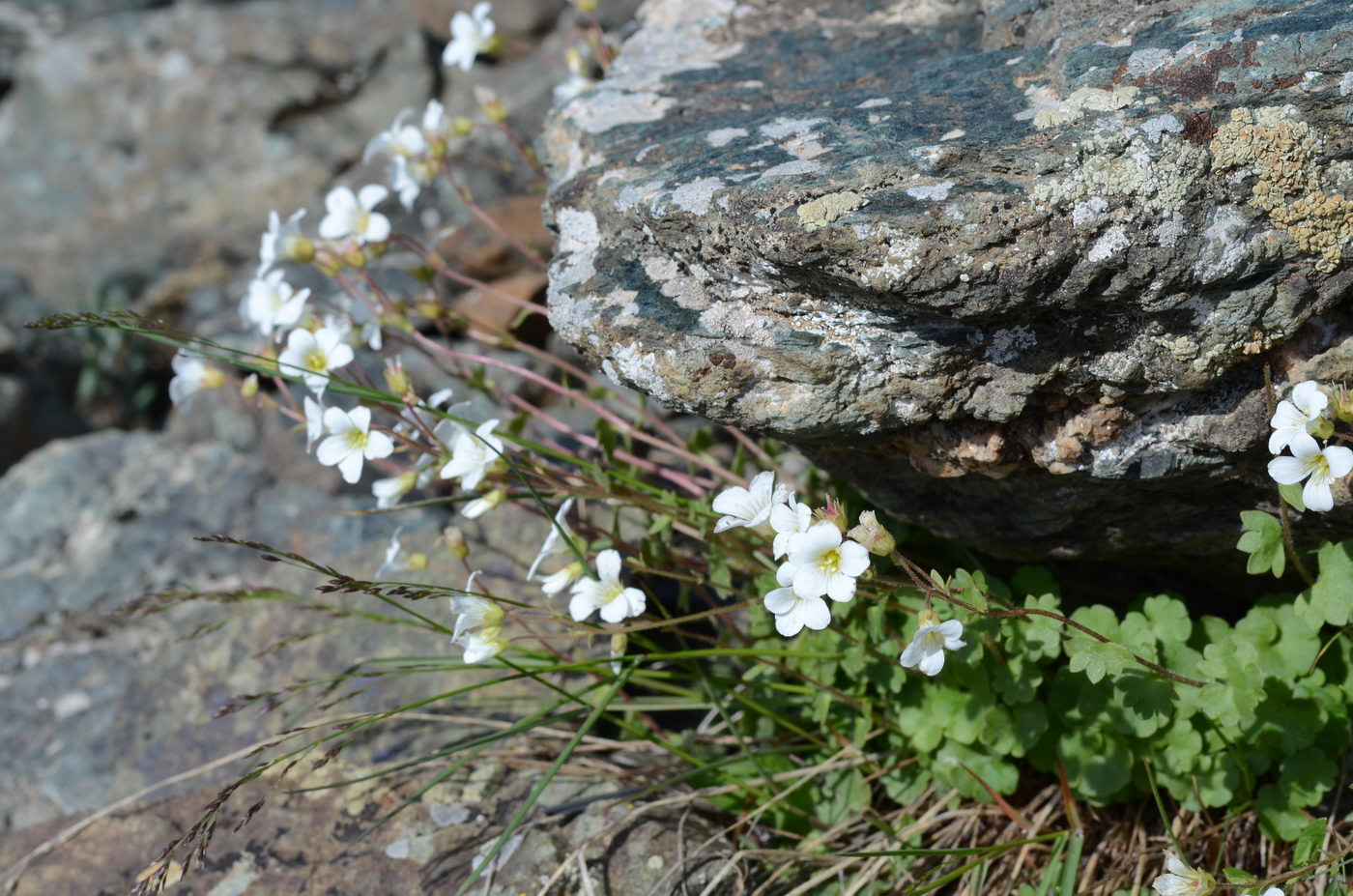 Изображение особи Saxifraga sibirica.