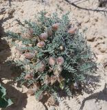 Astragalus pallasii