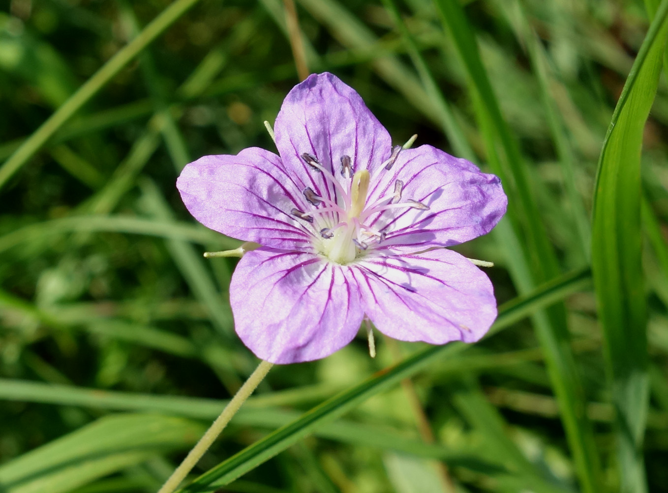 Изображение особи род Geranium.