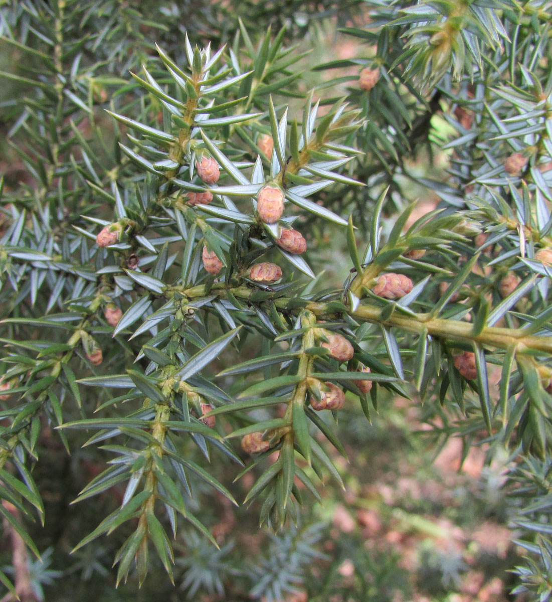 Изображение особи Juniperus squamata.