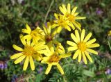 Senecio argunensis. Соцветия-корзинки. Приморский край, Артёмовский ГО, бухта Муравьиная, разнотравный луг. 26.08.2019.