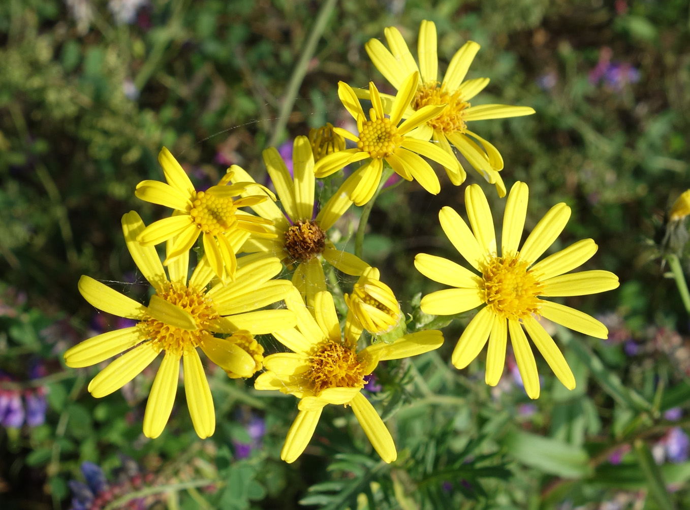 Изображение особи Senecio argunensis.