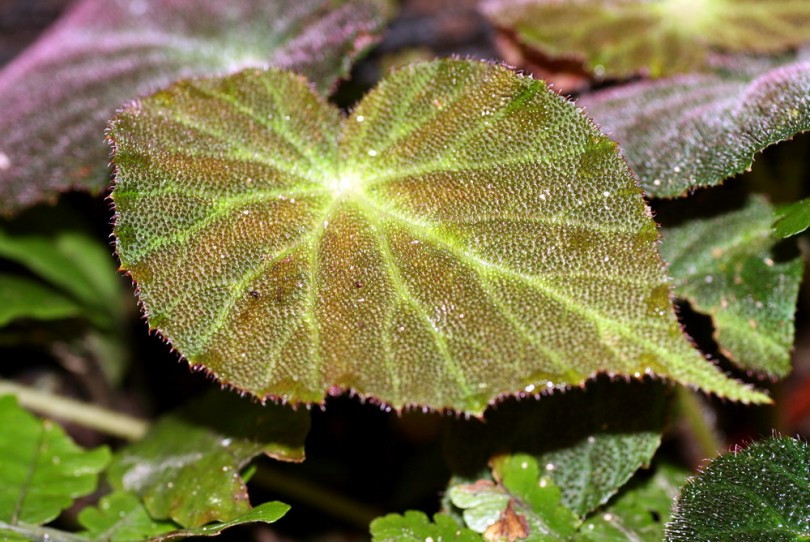 Изображение особи Begonia decora.